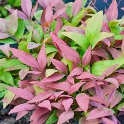 Nandina BLUSH­ -Green Plant Corner nandina blush
