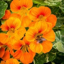 Nasturtium Alaska Salmon Variegated - Seed