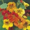 Nasturtium Trailing Mix - Seed -Green Plant Corner nasturtium trailing mixed 500
