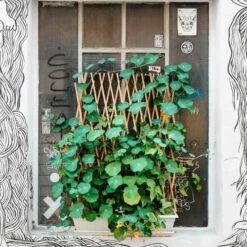 Nasturtium Trailing Mix - Seed 5 Nasturtium Trailing Mix - Seed -Green Plant Corner nasturtium window 500