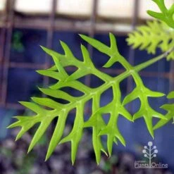 Grevillea Ned Kelly -Green Plant Corner ned kelly img 8560