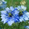 Nigella Miss Jekyll - Love In A Mist - Seed -Green Plant Corner nigella closeup 500 1 1