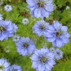 Nigella Miss Jekyll - Love In A Mist - Seed 7 Nigella Miss Jekyll - Love In A Mist - Seed -Green Plant Corner nigella group