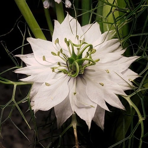 Green Plant Corner 39 Green Plant Corner -Green Plant Corner nigella white closeup