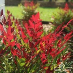 Nandina Obsession -Green Plant Corner obsession backlit 1