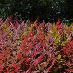 Nandina Obsession