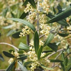 Olive Helena -Green Plant Corner olive blossom stem 3