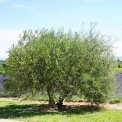 Olive Kalamata -Green Plant Corner olive tree landscape 500 2