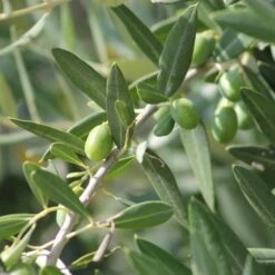 Olive Manzanillo -Green Plant Corner olive tree 500 1