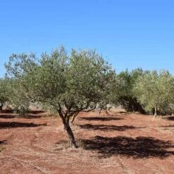 Olive Manzanillo -Green Plant Corner olive trees field 500 1