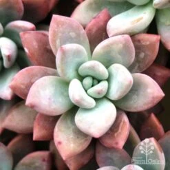 Graptoveria Opalina - Succulent 12 Graptoveria Opalina - Succulent -Green Plant Corner opalina img 4686