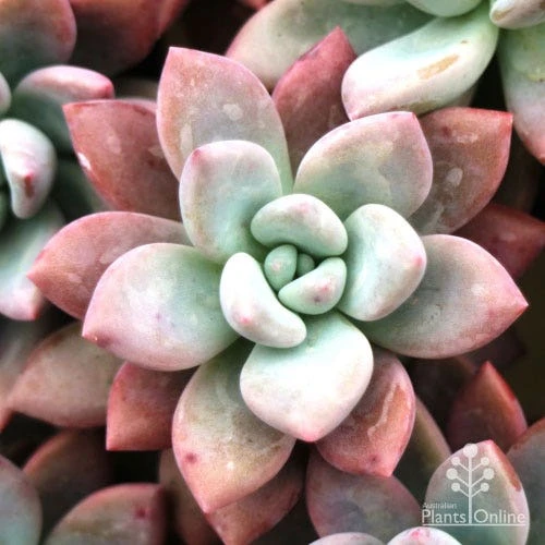 Graptoveria Opalina - Succulent 5 Graptoveria Opalina - Succulent - Image 3