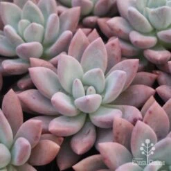 Graptoveria Opalina - Succulent 11 Graptoveria Opalina - Succulent -Green Plant Corner opalina pinky 500