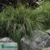 Lomandra Tanika 1 Lomandra Tanika -Green Plant Corner ozbreed tanika 1