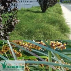 Lomandra Tanika -Green Plant Corner ozbreed tanika montage