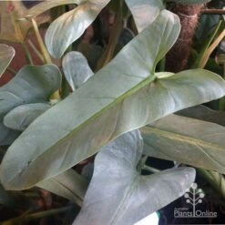 Philodendron Silver Sword 10 Philodendron Silver Sword -Green Plant Corner philo silver sword mature leaf