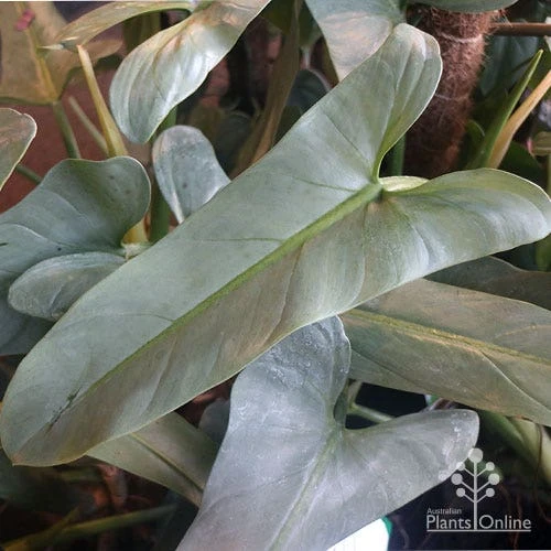 Philodendron Silver Sword 5 Philodendron Silver Sword - Image 3
