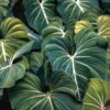 Philodendron Gloriosum - Velvet Philodendron -Green Plant Corner philodendron gloriosum plants