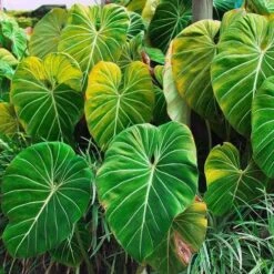 Philodendron Gloriosum - Velvet Philodendron -Green Plant Corner philodendron gloriosum plants bright