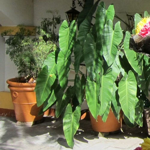 Philodendron Imbe 3 Philodendron Imbe