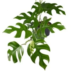 Philodendron Minima - Mini Monstera -Green Plant Corner philodendron minima