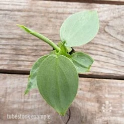 Philodendron Silver Sword 9 Philodendron Silver Sword -Green Plant Corner philodendron silver sword 1
