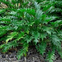 Philodendron Xanadu 16 Philodendron Xanadu -Green Plant Corner philodendron xanadu 500