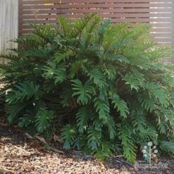 Philodendron Xanadu 18 Philodendron Xanadu -Green Plant Corner philodendron xanadu home