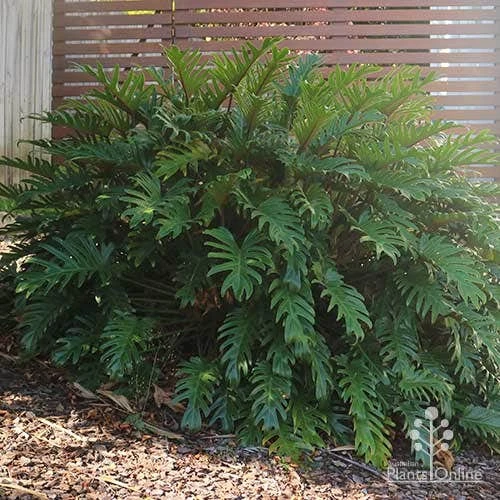 Philodendron Xanadu 8 Philodendron Xanadu - Image 6