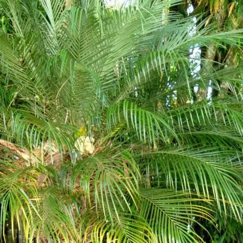 Phoenix Roebelenii - Dwarf Date Palm 4 Phoenix Roebelenii - Dwarf Date Palm - Image 2