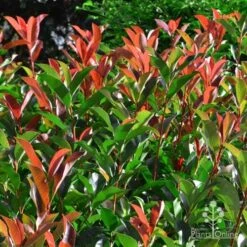 Photinia Red Robin -Green Plant Corner photinia fraseri red robin 4