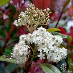 Photinia Red Robin -Green Plant Corner photinia fraseri red robin flower
