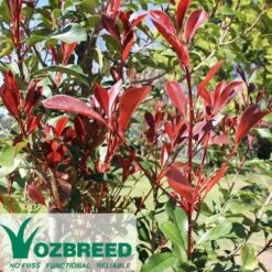 Photinia Thin Red -Green Plant Corner photinia hedge thin red 500 1