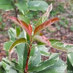 Photinia Pink Marble 22 Photinia Pink Marble -Green Plant Corner photinia pink marble 1