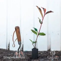 Photinia Red Robin -Green Plant Corner photinia red robin styled 2