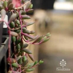 Othonna Ruby Necklace - Little Pickles - Succulent -Green Plant Corner pickles othonna