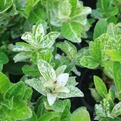 Euonymus Pierrolino - Variegated Spindle -Green Plant Corner pierrolino img 0527