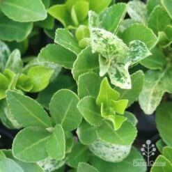 Euonymus Pierrolino - Variegated Spindle -Green Plant Corner pierrolino leaf markings
