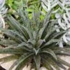 Mangave Pineapple Express - Succulent -Green Plant Corner pineapple express