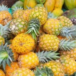 Pineapple Pure Gold 14 Pineapple Pure Gold -Green Plant Corner pineapple gold 500