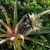 Pineapple Pure Gold -Green Plant Corner pineapple on stalk