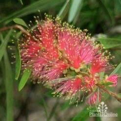 Callistemon Pink Champagne -Green Plant Corner pink champagne 1 1