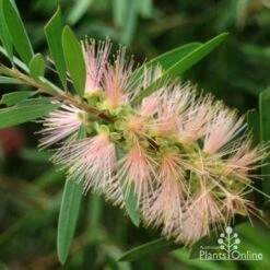 Callistemon Pink Champagne -Green Plant Corner pink champagne 3 1