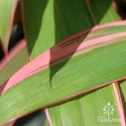 Cordyline Fruticosa Pink Diamond -Green Plant Corner pink diamond leaf 1