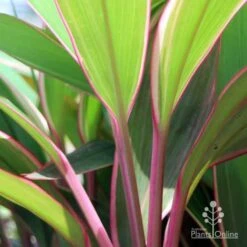 Cordyline Fruticosa Pink Diamond -Green Plant Corner pink diamond stem