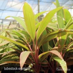 Cordyline Fruticosa Pink Diamond -Green Plant Corner pink diamond tubestock