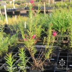 Grevillea Pink Pearl -Green Plant Corner pink pearl tubestock grevillea 1