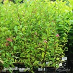 Malpighia Pixie - Acerola -Green Plant Corner pixie tubestock in bud