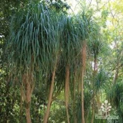 Beaucarnea - Ponytail Palm -Green Plant Corner ponytail 1 1