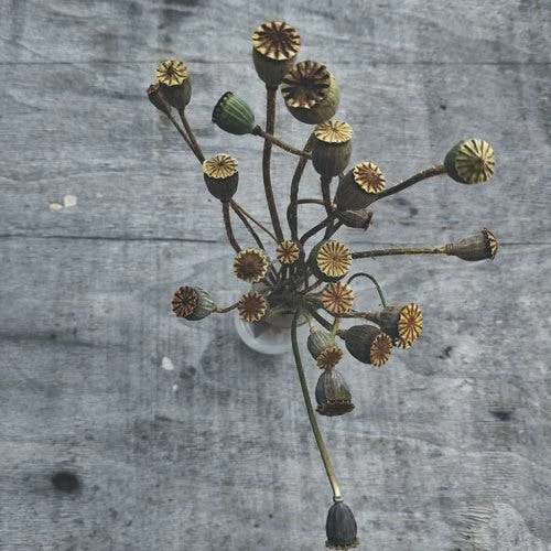 Poppy Pandora - Seed 4 Poppy Pandora - Seed - Image 2